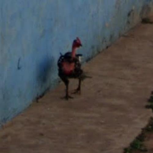 Image: Descubre el secreto detrás del mito de la Carretera del Pollo en España