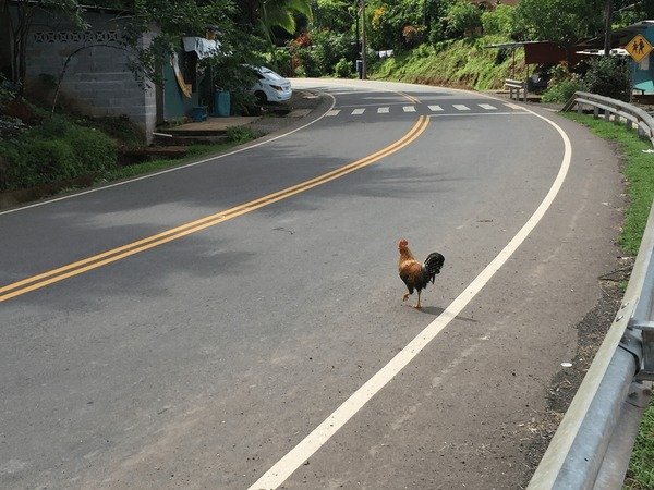 Descubre el Misterio de Chicken Road en España: Juego de Azar Online - overview